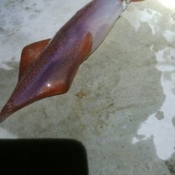 ケンサキイカ5杯！！