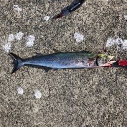 久しぶりの釣り