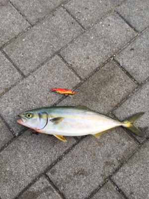 本田ツバスさん