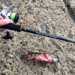 アコウよ、どこいった。