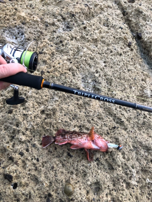 アコウよ、どこいった。