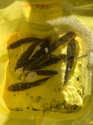 アジング  みたいなバス釣り。