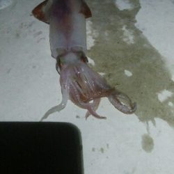 ケンサキイカ2杯！！