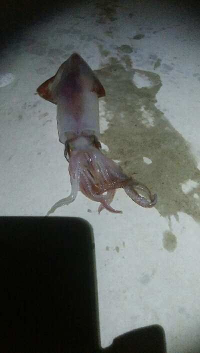 ケンサキイカ2杯！！