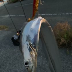 渋タチウオin8月