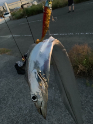 渋タチウオin8月