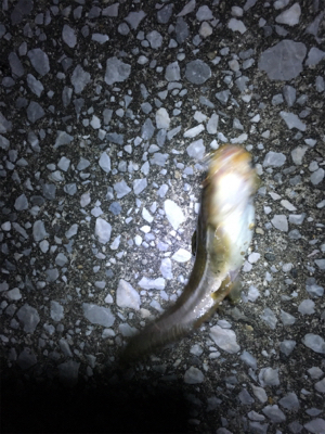 久しぶりの釣り