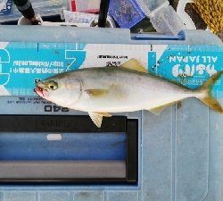 やっぱりツバス