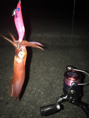 やっぱり渋いケンサキ釣り(＞＜)