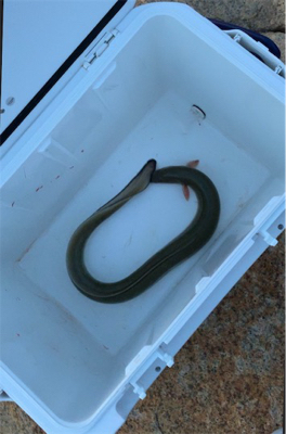 夕まづめのうなぎ釣り