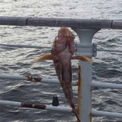 ショアジギ不発