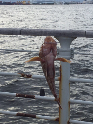 ショアジギ不発