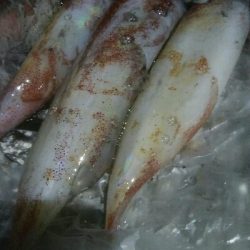 ケンサキイカ3杯！！