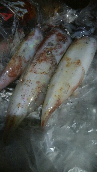 ケンサキイカ3杯！！