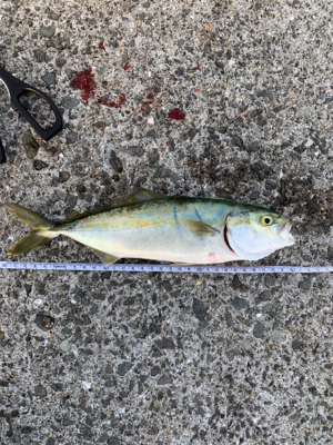 盆休みアジング