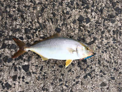 ライトショアジギング