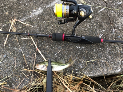 子バス の数がやばい