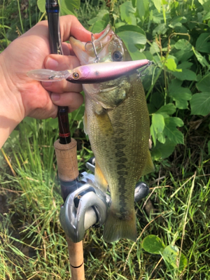 ダウズビドーないす！！