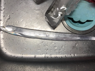 ミニタチウオ様様