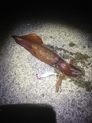 ケンサキイカが食べたくて