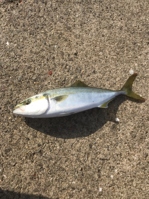 ツバッシー ゲット