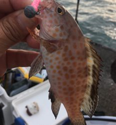 初魚種です！