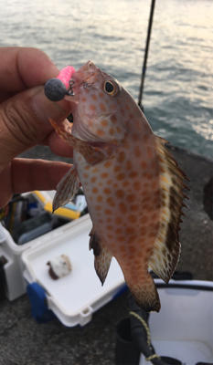 初魚種です！