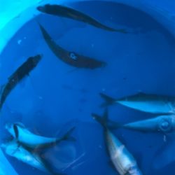 子供たちの魚釣