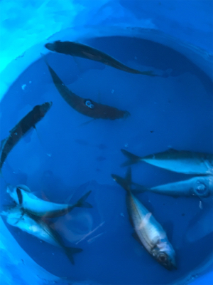 子供たちの魚釣