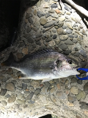 花火バックに！