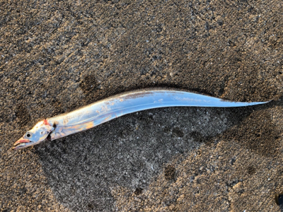 今年初の太刀魚！