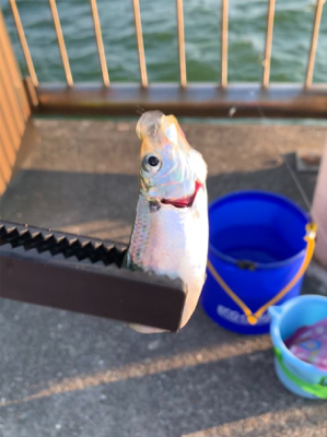 コマセ付きジグサビキ。