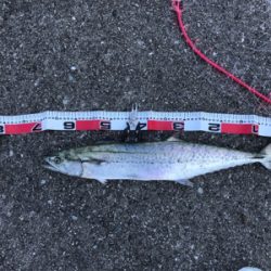 ツバス サワラ そして・・・