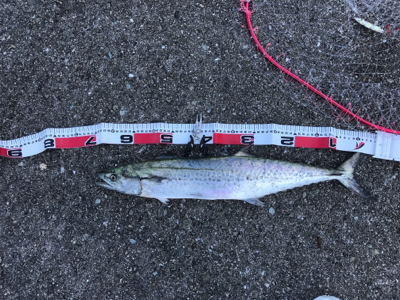 ツバス サワラ そして・・・