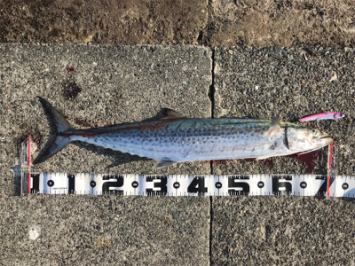 サゴシ、ツバス、サバ