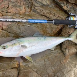 夏磯の青物！好調！