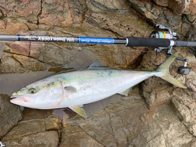 夏磯の青物！好調！