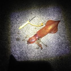 ケンサキイカ釣行