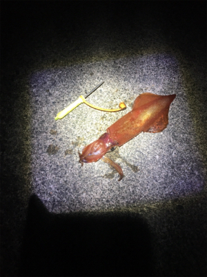 ケンサキイカ釣行