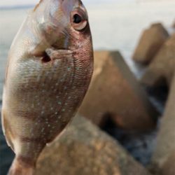 キスは早朝が狙い目(^^)