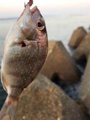 キスは早朝が狙い目(^^)