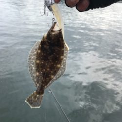 ショアジギング→フラット狙い