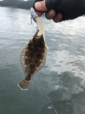 ショアジギング→フラット狙い