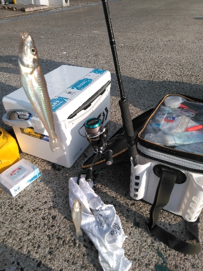 鳥取釣行(2日目)初の20匹超え