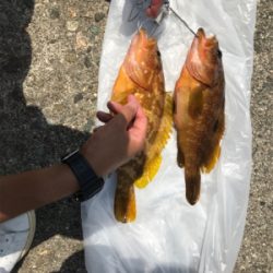 きたきたきたー