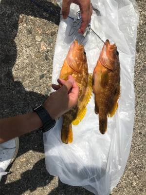 きたきたきたー