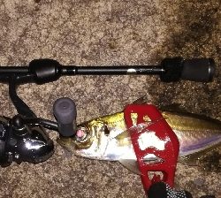 アジンガー1900〜2032