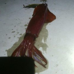 ケンサキイカ1杯　激渋！！