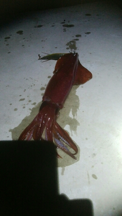 ケンサキイカ1杯　激渋！！