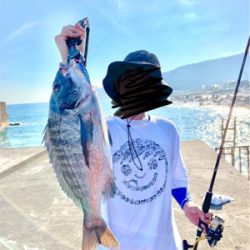 クロダイ ルアー